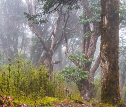 Рододендроновый лес, Непал
